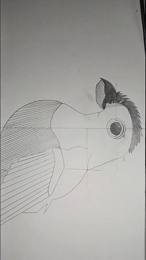 HOW TO DRAW A QUETZAL BIRDS/WOODLAND