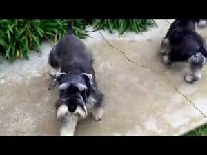 Los Angeles Dog Training: Helping Antisocial & Reactive Schnauzers