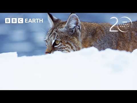 How Does A Bobcat Hunt In Winter? | 20 Years of Planet Earth II | BBC Earth