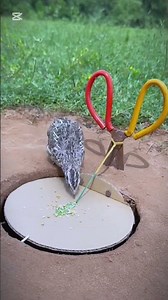 Birds trapping #animaltrap #farming #wildliferescue #birdtrap #satisfying #attractbirds #automobile