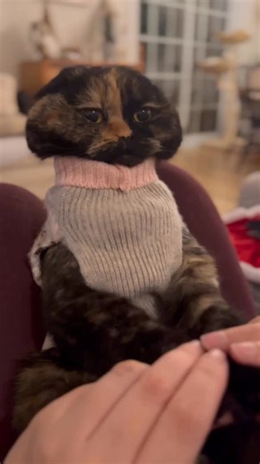Cleo & Jack 🐾 on Instagram: "She’s festive. She’s cozy. She’s questioning all of her life choices. 🎄😼 Cleo in her Christmas sweater — holiday spirit loading… slowly. #christmascat #catsofinstagram #festivepets #catmomlife"