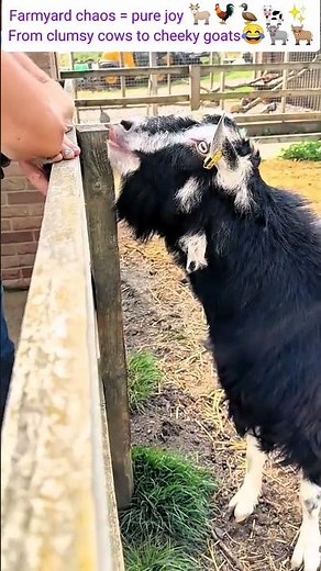 Funny Farm Animals Compilation Goats, Chickens, Ducks & Cows Being Silly #cuteduck #heartwarming