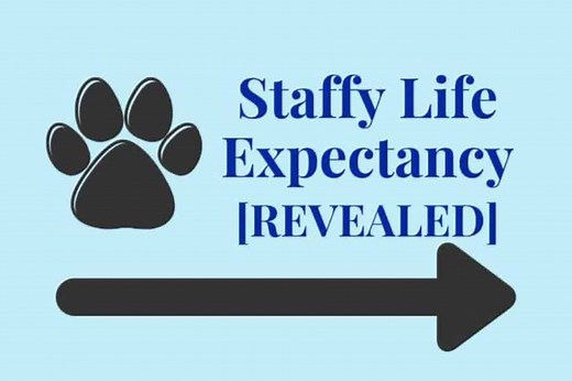 How Long Do Staffies Normally Live? [Life Expectancy Revealed]