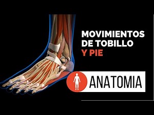 Differentiating the movements of the Ankle with those of the Foot.