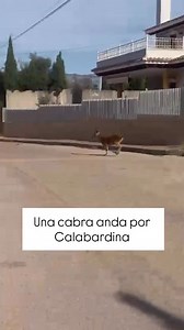 Una cabra anda suelta por Calabardina | Calabardina Beach