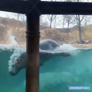 2.5M views · 46K reactions | Fiona doing her best dolphin impersonation – again. Another Oscar-worthy performance by Cincinnati’s hippo princess.  | WLWT | Facebook