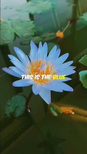 Blue Lotus: Egypt’s Sacred Water Flower