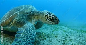 turtle underwater close up eating and swimming ocean scenery blue water