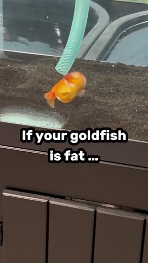 Generally the fatter, fancy goldfish breeds are used to warmer water temperatures and do better in them, it helps their digestive system work faster and help prevent bloating. Also thank you to Aqueon for these heaters! They’re having a giveaway on their instagram page right now! Go enter for a chance to win! #fish #heaters #aqueon