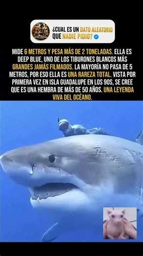 ¡Deep Blue: uno de los tiburones blancos más impresionantes jamás filmados! 🦈🌊#Animales #Océano