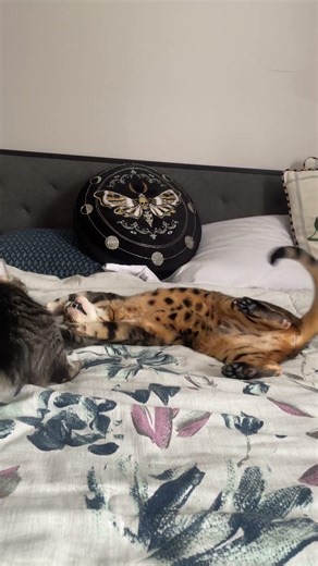 Cat 🐈 fight part 2 #fyp#viral