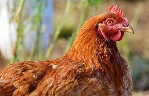 When Do Golden Sexlink Chickens Start Laying Eggs?