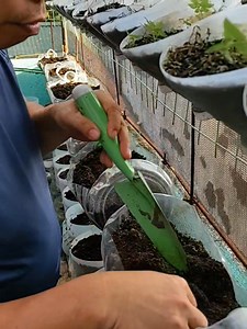 296K views · 1.9K reactions | TUTORIAL Paano mag tanim ng Upland Kangkong kahit sa Container lang | Ka Garden | Facebook