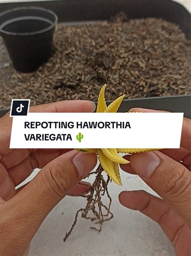 Repotting Haworthia Variegata: Tips and Tricks 🌵
