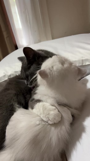 Cat Hug Gif: Cats Showing Love through Hugs