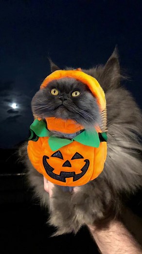 She was made for this season 🎃 #cat #fall