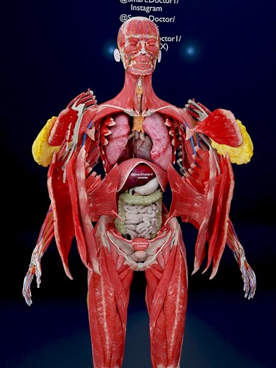 Exploración 3D de la Anatomía Femenina