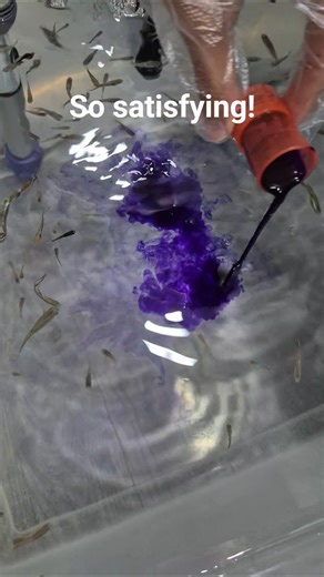 the ICK cure treatment is so SATISFYING #shorts #satisfying