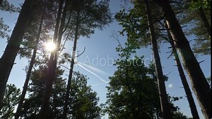 Pine Tree Woodland Suffolk Logging Logs Blue Sky Look up England