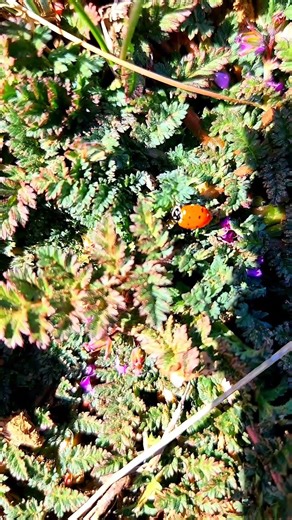 cute ladybug on a plant #cute #nature #outdoors #wildlife #bug #ladybug #plants #insectsrule