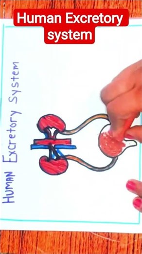 Human Excretory System Diagram Easy | Class 10 Biology | Step by Step Drawing #shorts