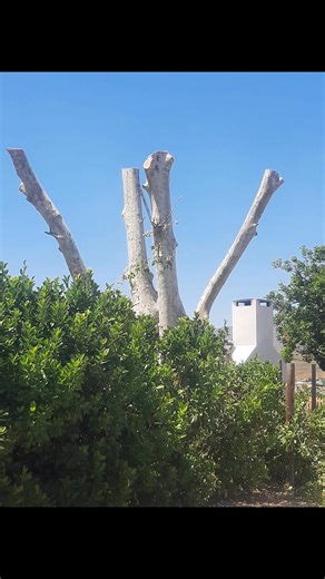 1.4K views · 58 shares | All your high risk tree work Treemonkeys.co.za | Tree Monkeys | Facebook