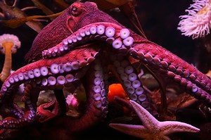 Octopuses Hunt With Fish—and Punch the Ones That Don’t Help Out