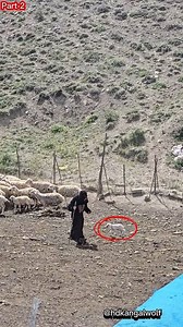 HD Kangal Wolf We are testing the sheep using a Werewolf mask. The purpose of this test is to observe how the flock reacts when a thief or predator approaches. It also helps the sheep become more alert, attentive, and responsive to their surroundings. Danger can appear at any moment, and they need to develop quick reflexes to handle such situations. We especially observe that lambs are less responsive to threats and tend to approach anything they see, thinking it's their mother. Therefore, it's 