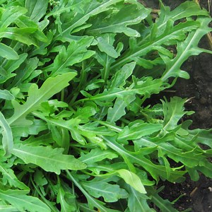 Perennial Arugula, Rucola selvatica, Wild Rocket "Sylvetta