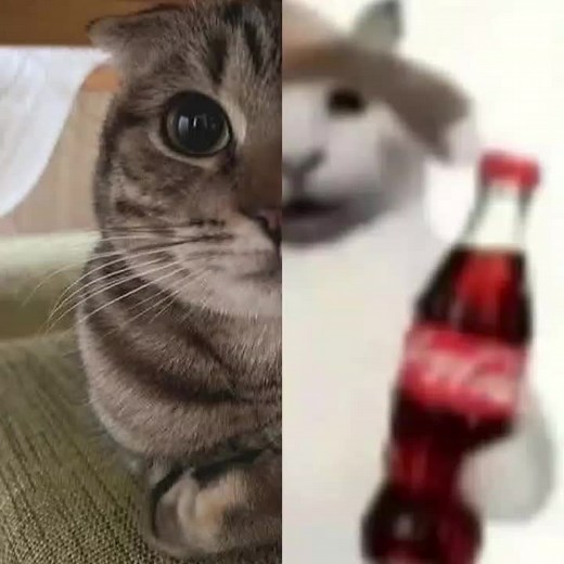 Cute Cat Simulator Game - Funny Cat Moments