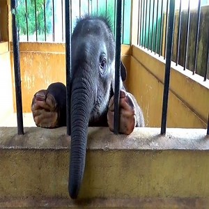 49K views · 7.7K reactions | The baby elephant was cared for by rescue teams waiting to reunite with its family | Elephant World | Facebook