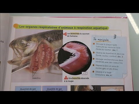 Dissection d'une tête de poisson
