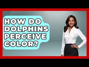 How Do Dolphins Perceive Color? - The Marine Life Explorer