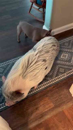 Too Cute to Handle: This Pig Stole the Show