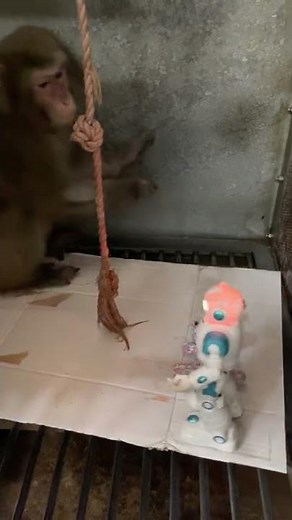 おもちゃが動くと思ってなかった猿の動きが何度見ても笑える #shorts