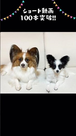 祝‼︎ショート動画100本突破記念♪ #パピヨン #papillon #可愛い#子犬お迎え