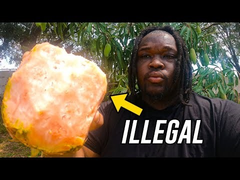 11 Minutes Of Useless Facts About Nature