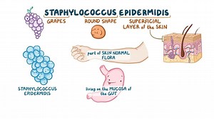 Video: Staphylococcus epidermidis - Video Explanation! | Osmosis | Osmosis