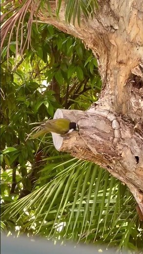 Blue Faced Honeyeater Singing in Forster NSW Australia | Amazing Blue Faced Honeyeater Footages