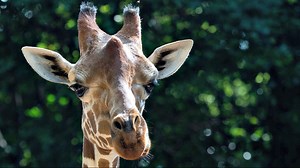 Giraffe Born at SC Zoo Dies After Getting Neck Caught in Railing at Atlanta Zoo