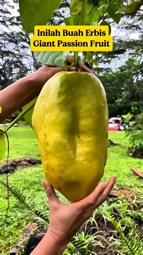 Erbis Fruit‼️ Giant Passion Fruit That Few People Know About ⁉️Giant Passion Fruit