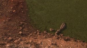 WATCH: Animal carcasses litter the surroundings of the Transpantaneira road, which crosses the Pantanal in Brazil's Mato Grosso state, after raging fires consumed part of the world's largest tropical wetland. | via Agence France-Presse | Philippine Star