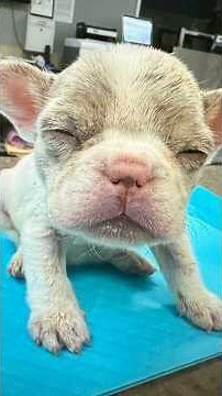 Her Weak Body Could Barely Keep Going But this Tiny Puppy Never Stopped Fighting