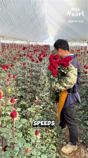 Harvesting Perfect Roses