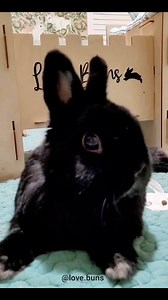 See my beautiful blackness? 🥰 Watch till the end for a special hide and seek! 🥰 | Love Buns