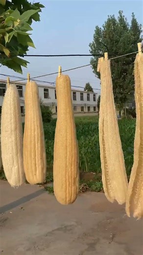 Welcome to Our Channel | Giant Sponge Gourd Harvesting in Village Farm | Fresh Organic Luffa