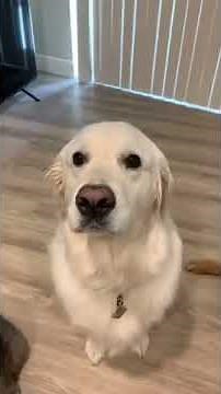 Owner Asks Dog Questions About Who Is a Good Boy And Whom Will They Cuddle - 1174073