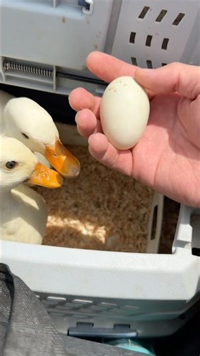 Duck cute pet #song #ias #newmusic #duck #mypetdn #pertenakan #callduck #animals #funny #egg