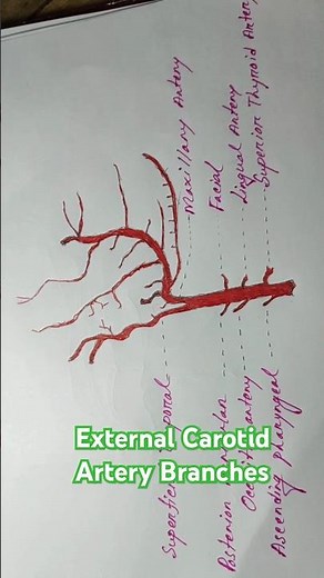 External Carotid Artery Anatomy and Its Branches। Middle Meningeal Artery