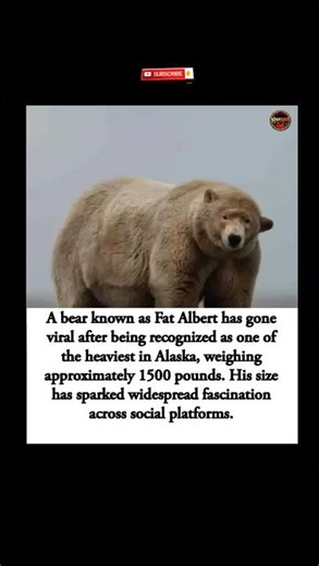 Meet FAT ALBERT 🐻😳… Alaska’s 1500‑POUND viral giant, The best bear with weight🔥💥 #shorts #bear